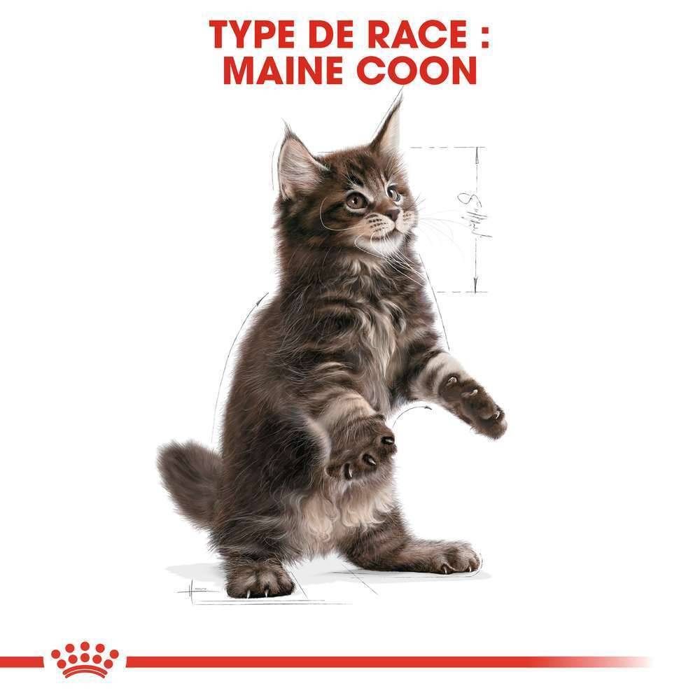 Royal Canin - Croquettes Chaton Maine Coon - ROYAL CANIN - Image 4