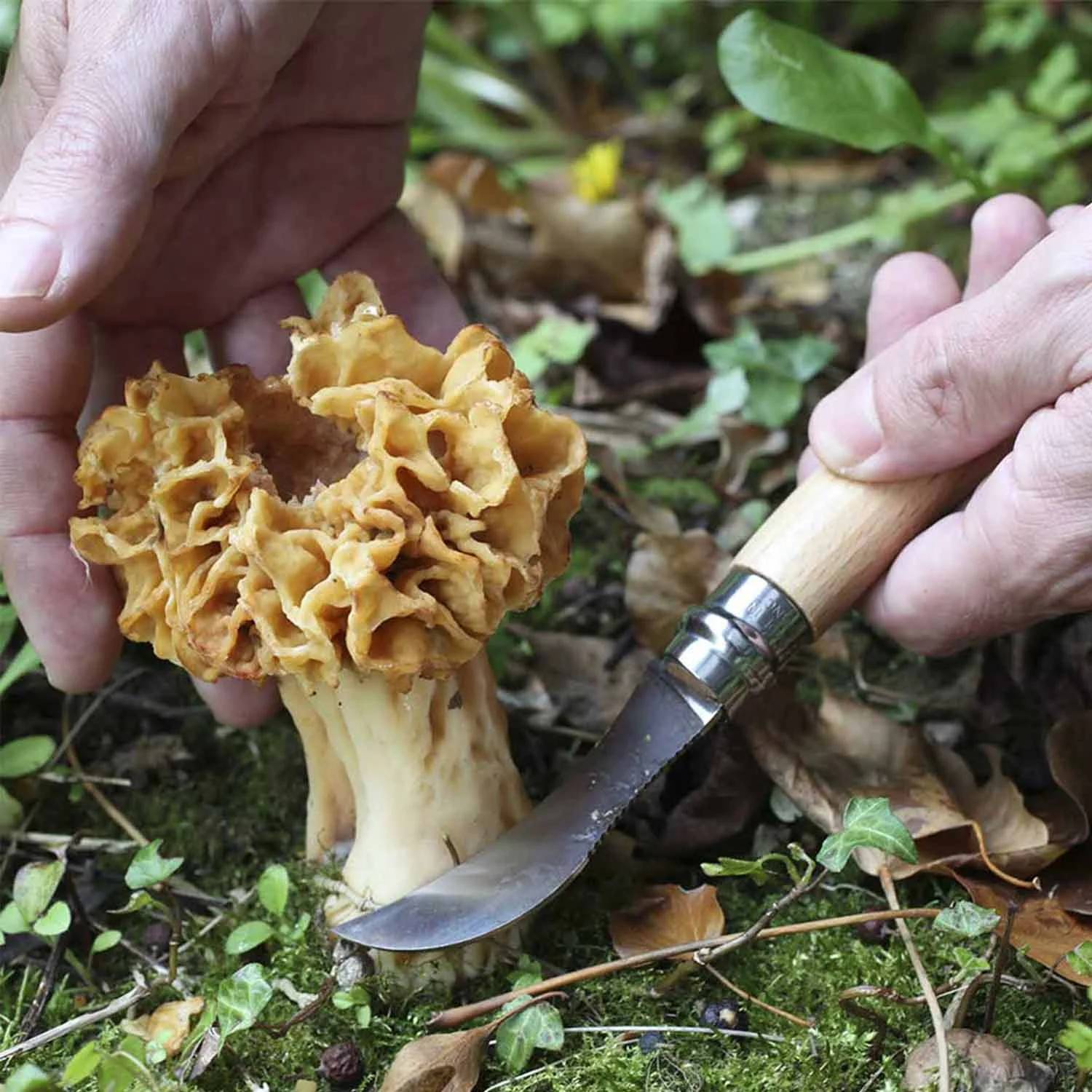 Opinel - Couteau à champignon n° 08 - Opinel - Image 2