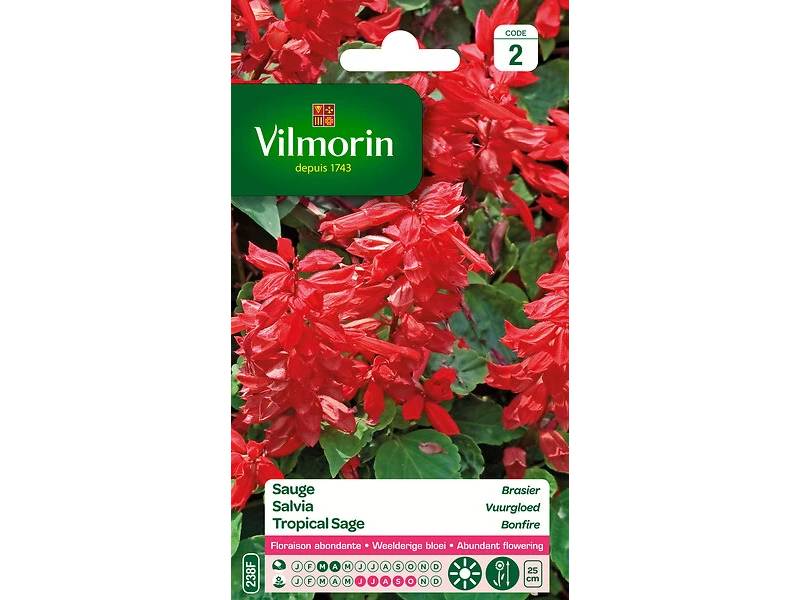 Vilmorin - Sauge brasier série 2 sachet graines 0,8 g - Vilmorin - Image 3