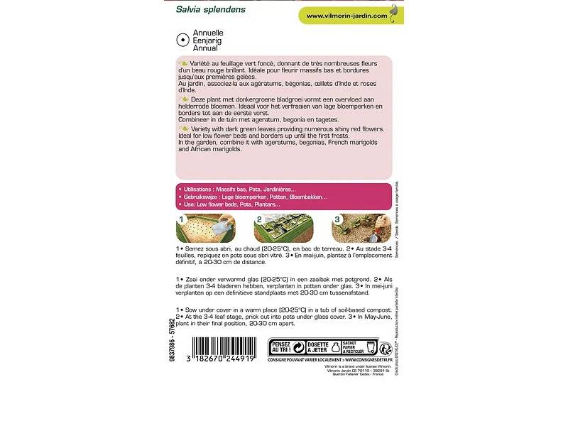 Vilmorin - Sauge brasier série 2 sachet graines 0,8 g - Vilmorin - Image 4