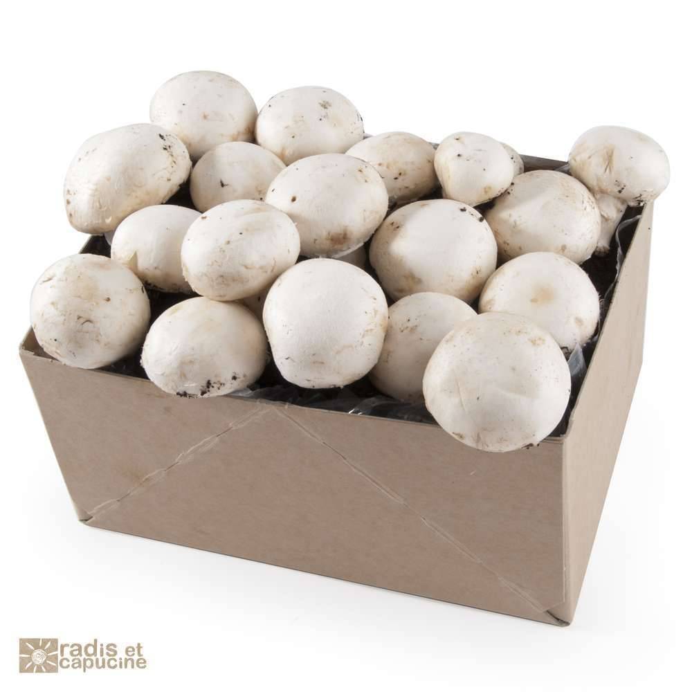 Radis et Capucine - Kit De Culture Champignons De Paris - RADIS ET CAPUCINE - Image 5