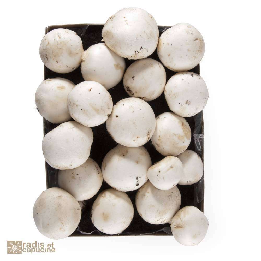 Radis et Capucine - Kit De Culture Champignons De Paris - RADIS ET CAPUCINE - Image 6