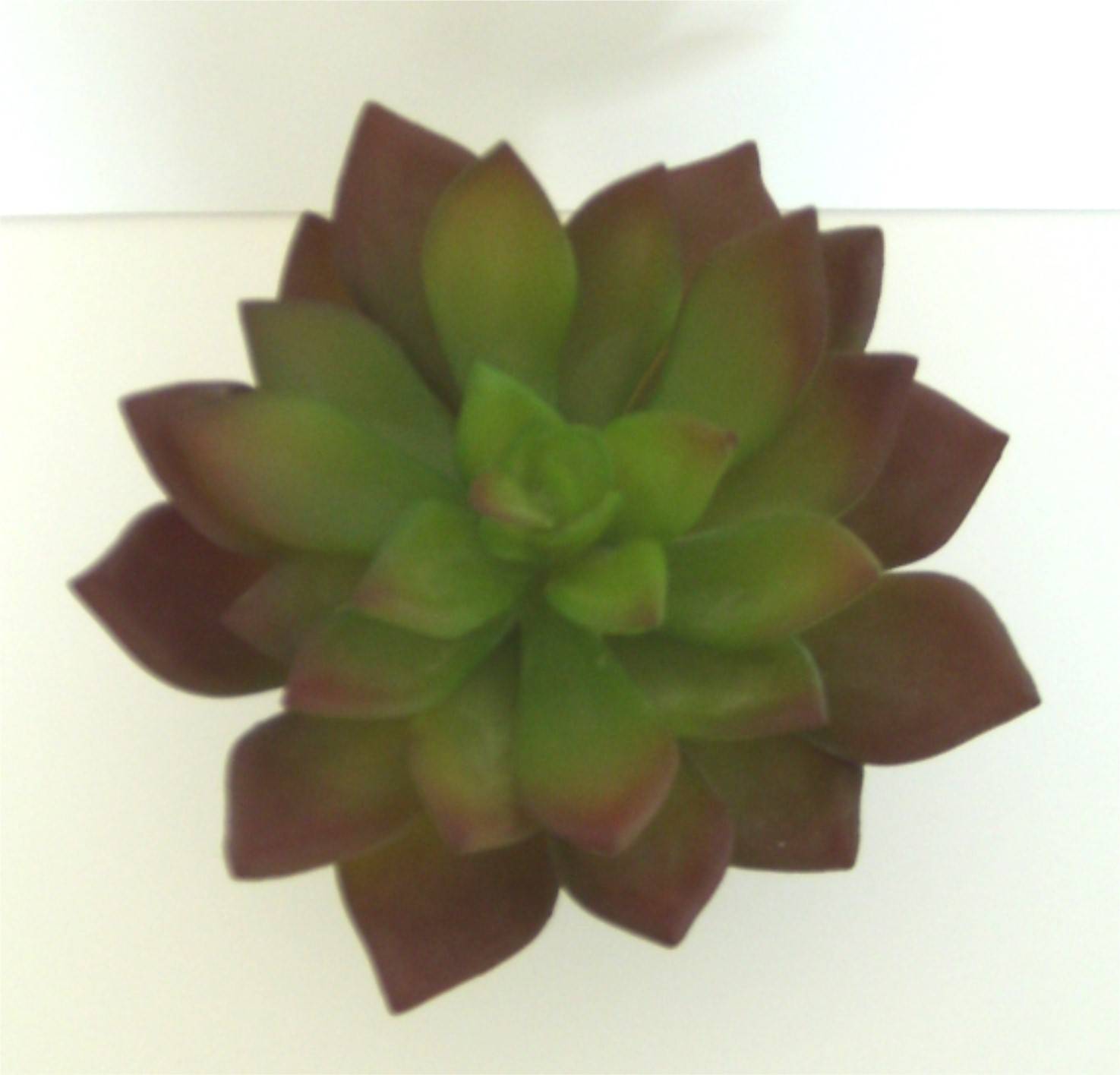 Labéo - Labeo - Décor Plantes Succulentes artificielles plusieurs modèles - Image 1