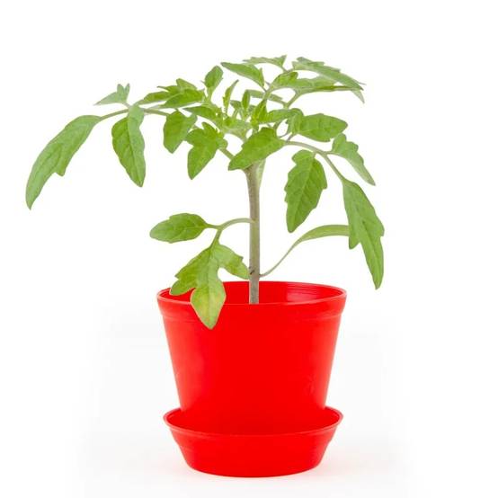 Kit de semis Pot Cloche – RADIS ET CAPUCINE - Image 5