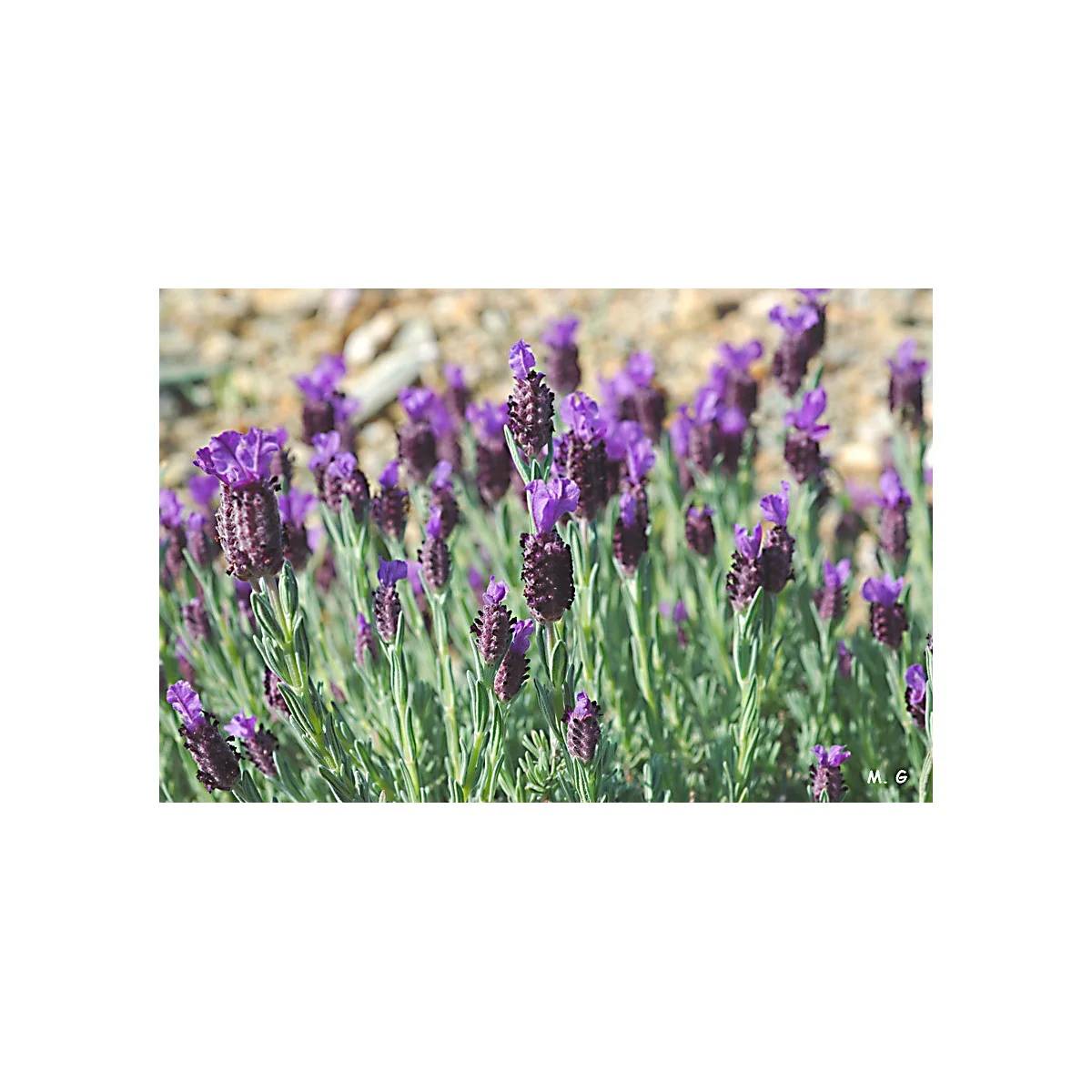 Vilmorin - Lavande Papillon serie 2 sachet graines 0,5 g - Vilmorin - Image 3