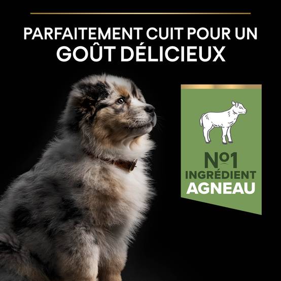 Purina Pro Plan - Croquettes chien Junior Medium Digestion Agneau 3 kg - PRO PLAN - Image 6