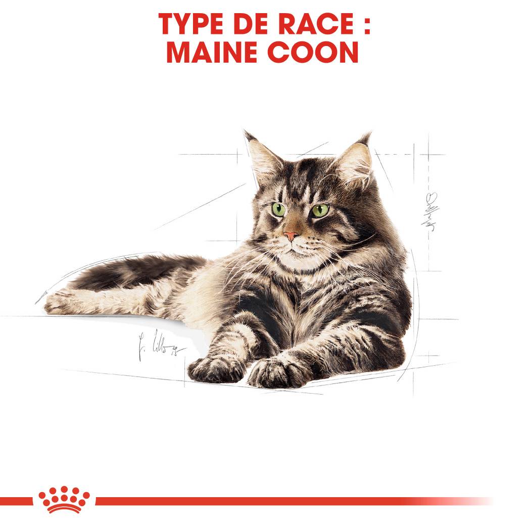 Royal Canin - Aliment chat Maine Coon Adulte - ROYAL CANIN - Image 11