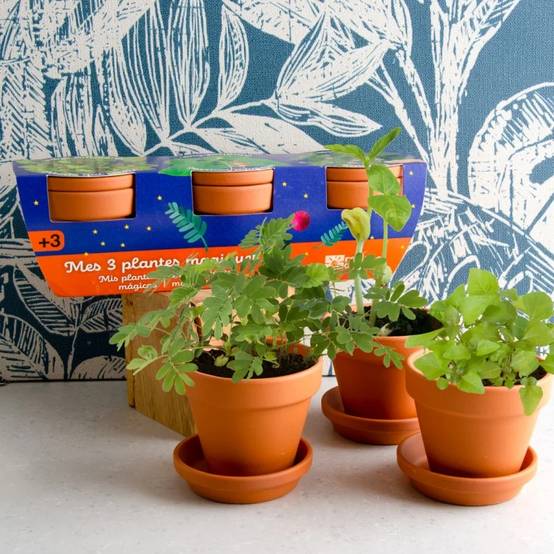 Radis et Capucine - Trio 3 pots plantes magiques - Radis et Capucine - Image 9