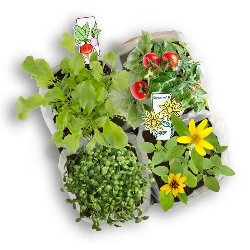 Atelier Jardinage Enfant - RADIS ET CAPUCINE - Image 5