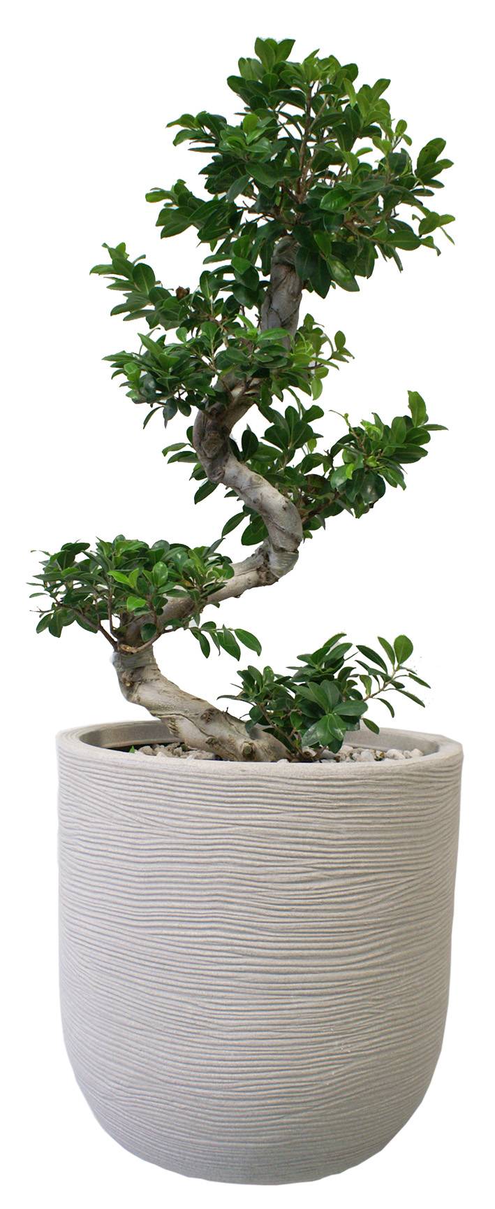 Chapelu Frères - Pot Cuvier Minéral Corde Ø 35 x H.34 cm - Image 2