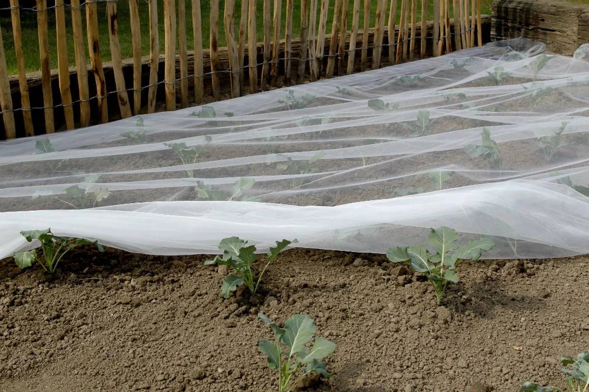 Nortène - BIOCONTROL Filet anti-insectes blanc 3,30x10 m - Image 7