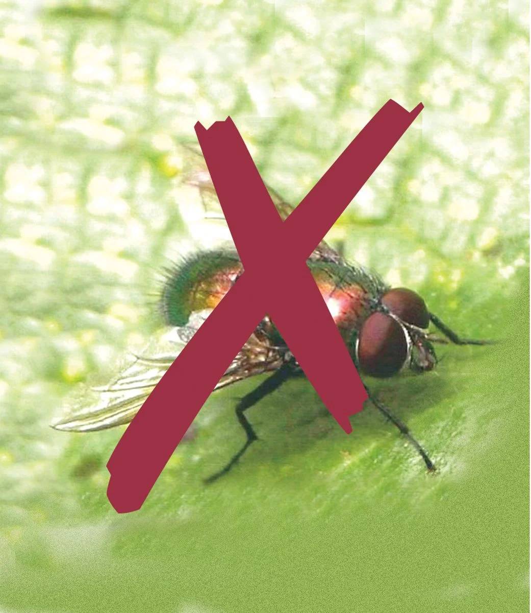 Nortène - BIOCONTROL Filet anti-insectes blanc 3,30x10 m - Image 8
