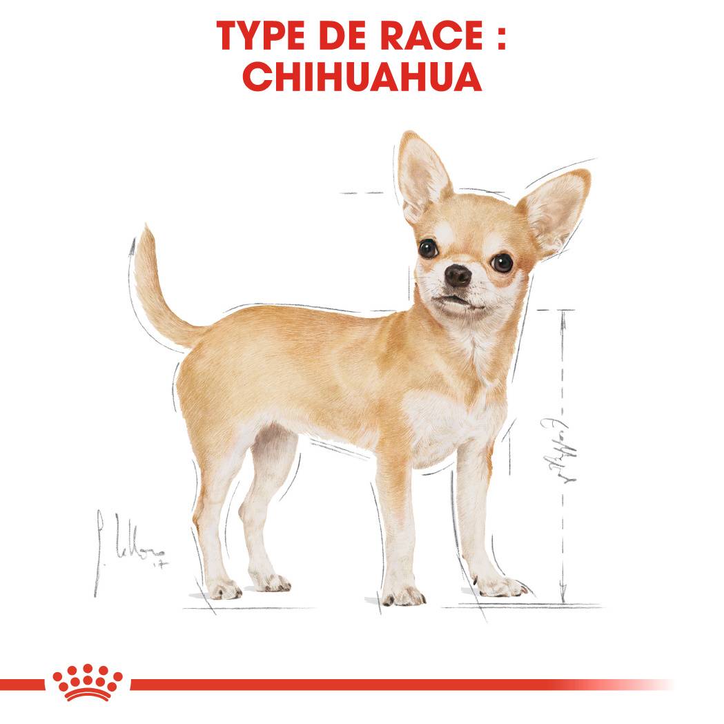 Royal Canin - CHIHUAHUA ADULT 12X85G - Image 7