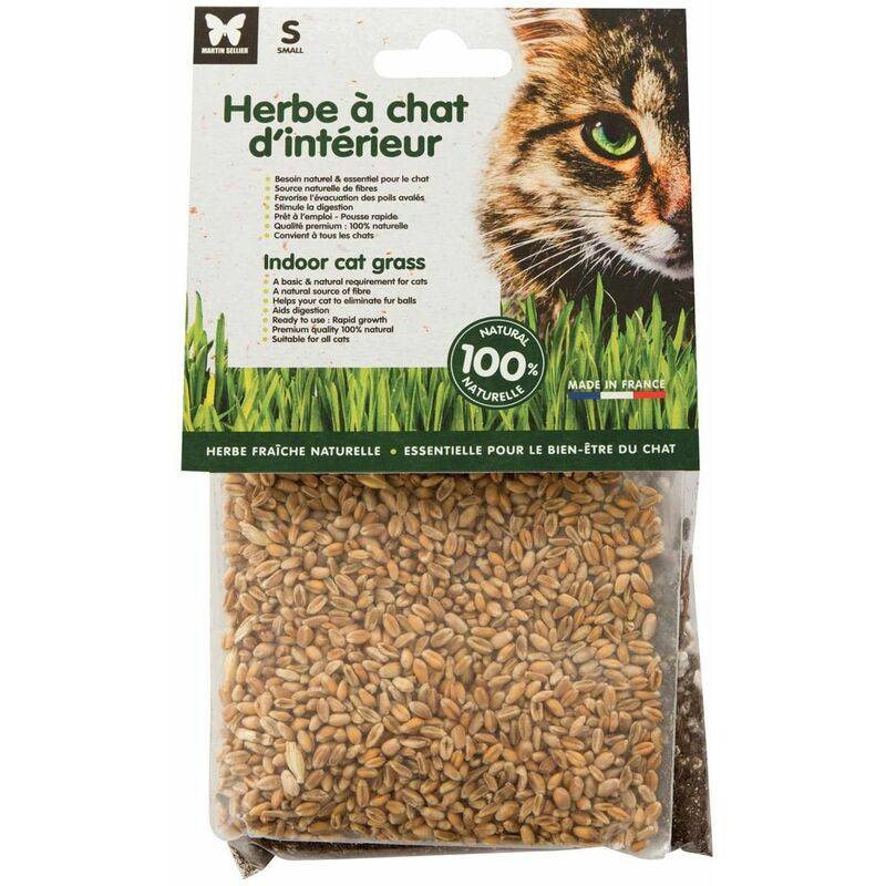 Herbe à chat à semer sachet – MARTIN