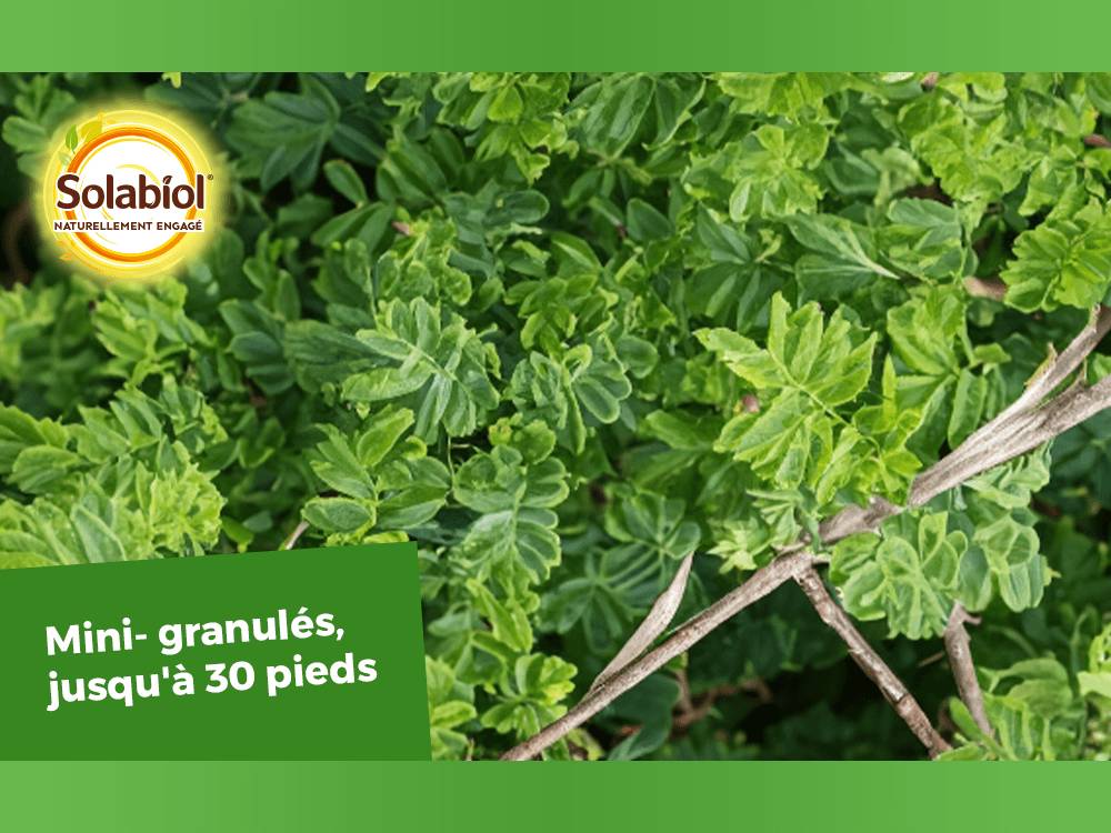 Solabiol - Engrais arbres et arbustes - SOLABIOL - Image 2