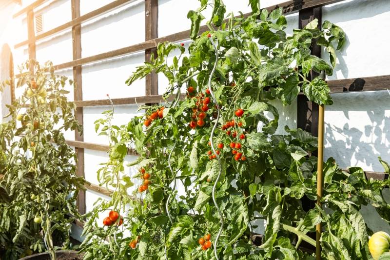 Windhager - Tuteur tomates spirale cranté L180 cm - Image 3