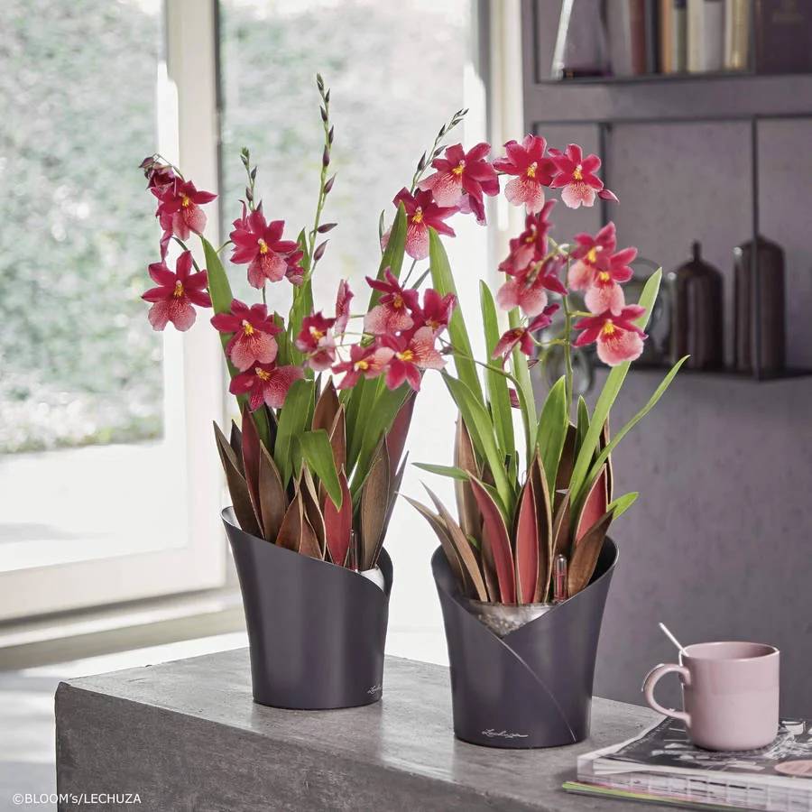 Lechuza - Lechuza - Orchidea kit complet gris mat L.18 x l.18 x H.20 cm - Image 6