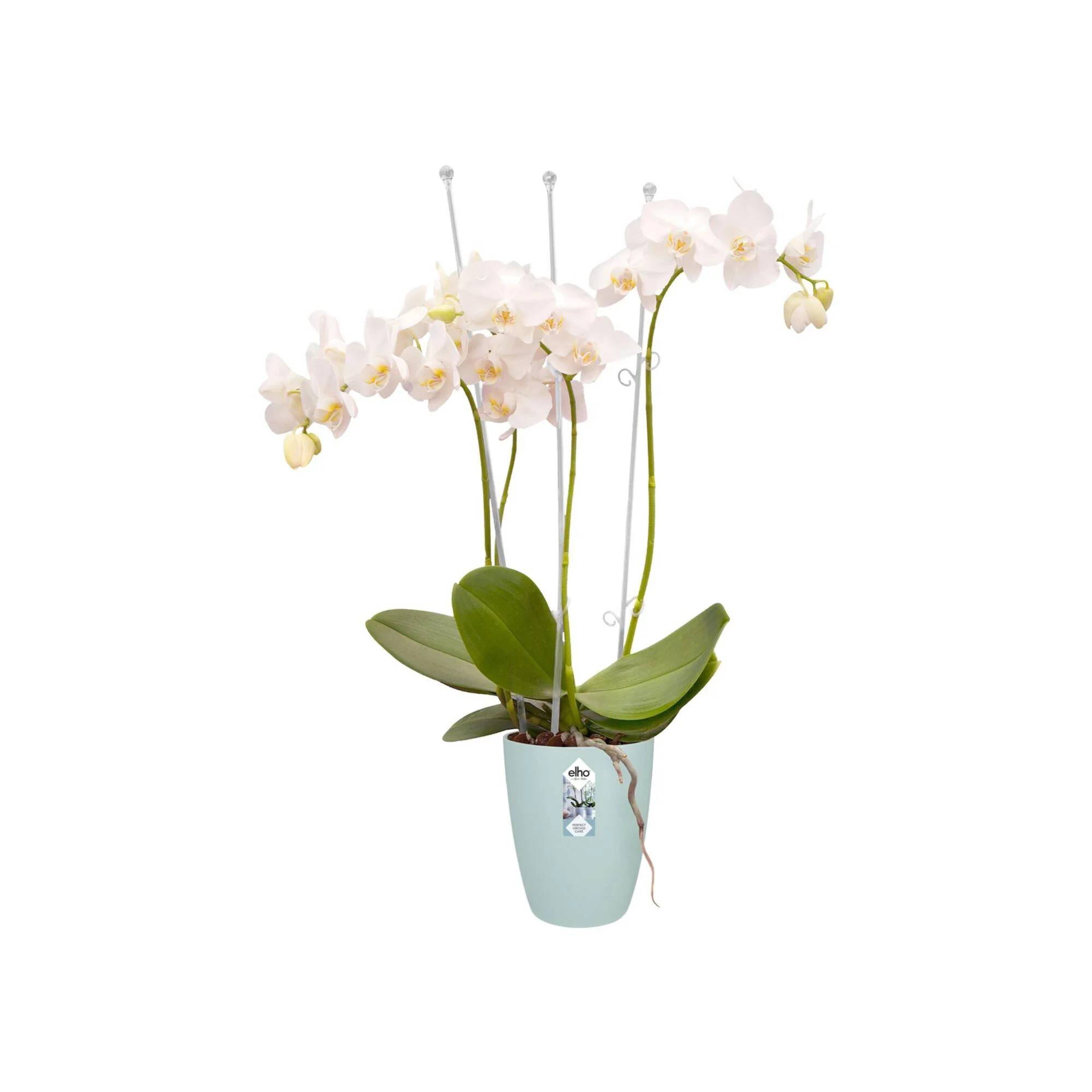 Pot orchidée plastique transparent Ø 12,7 cm H 15,2 cm - ELHO - Image 4