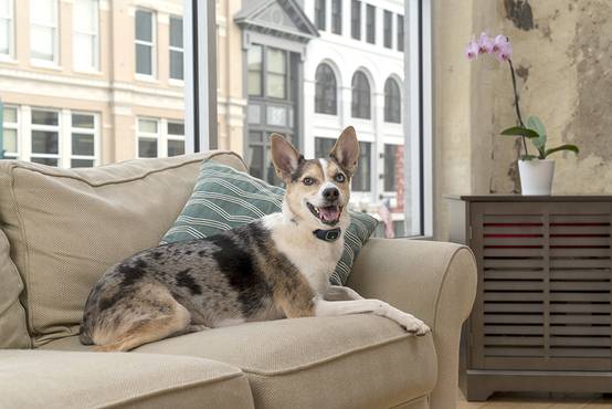 Petsafe - Petsafe - Collier anti-aboiement à stimulations rechargeable LITE - Image 8