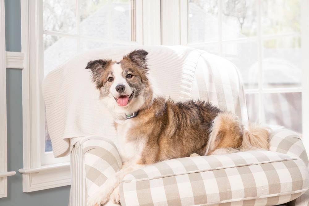 Petsafe - Collier Anti-Aboiement PETSAFE - Image 4