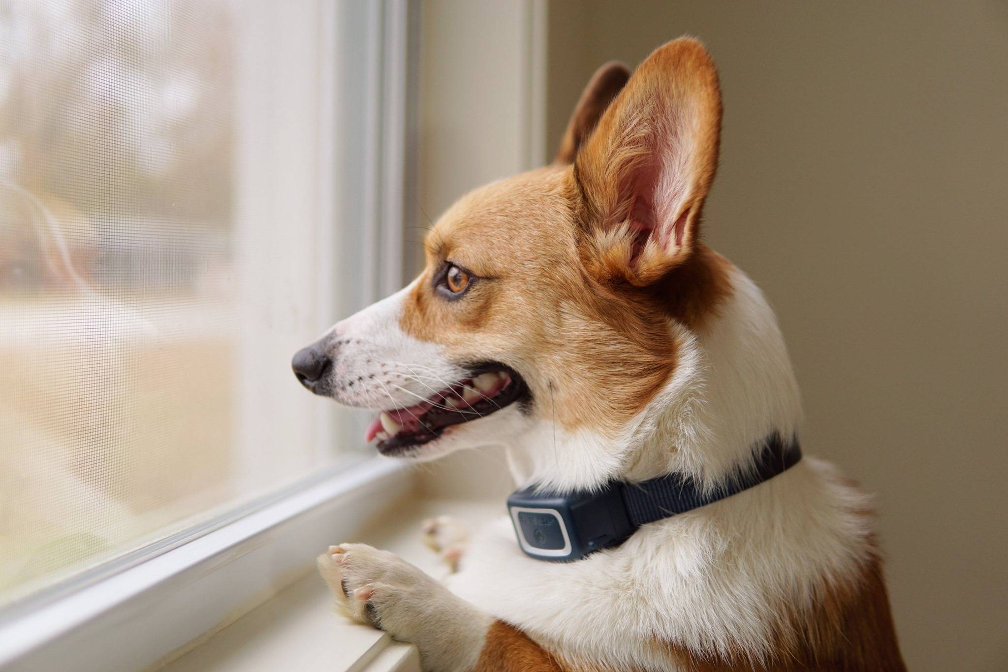 Petsafe - Collier Anti-Aboiement PETSAFE - Image 2