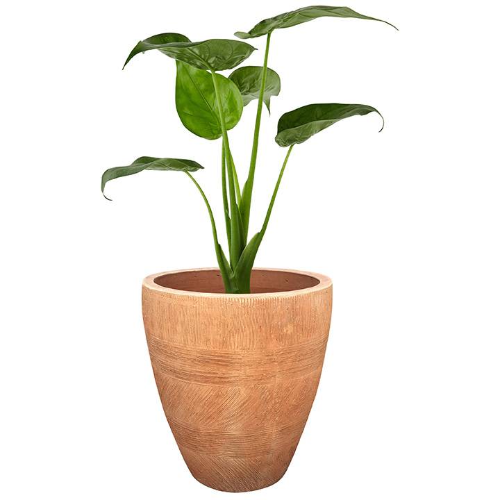 Pot rond en terre cuite Ø54 x H.60 cm - Image 2
