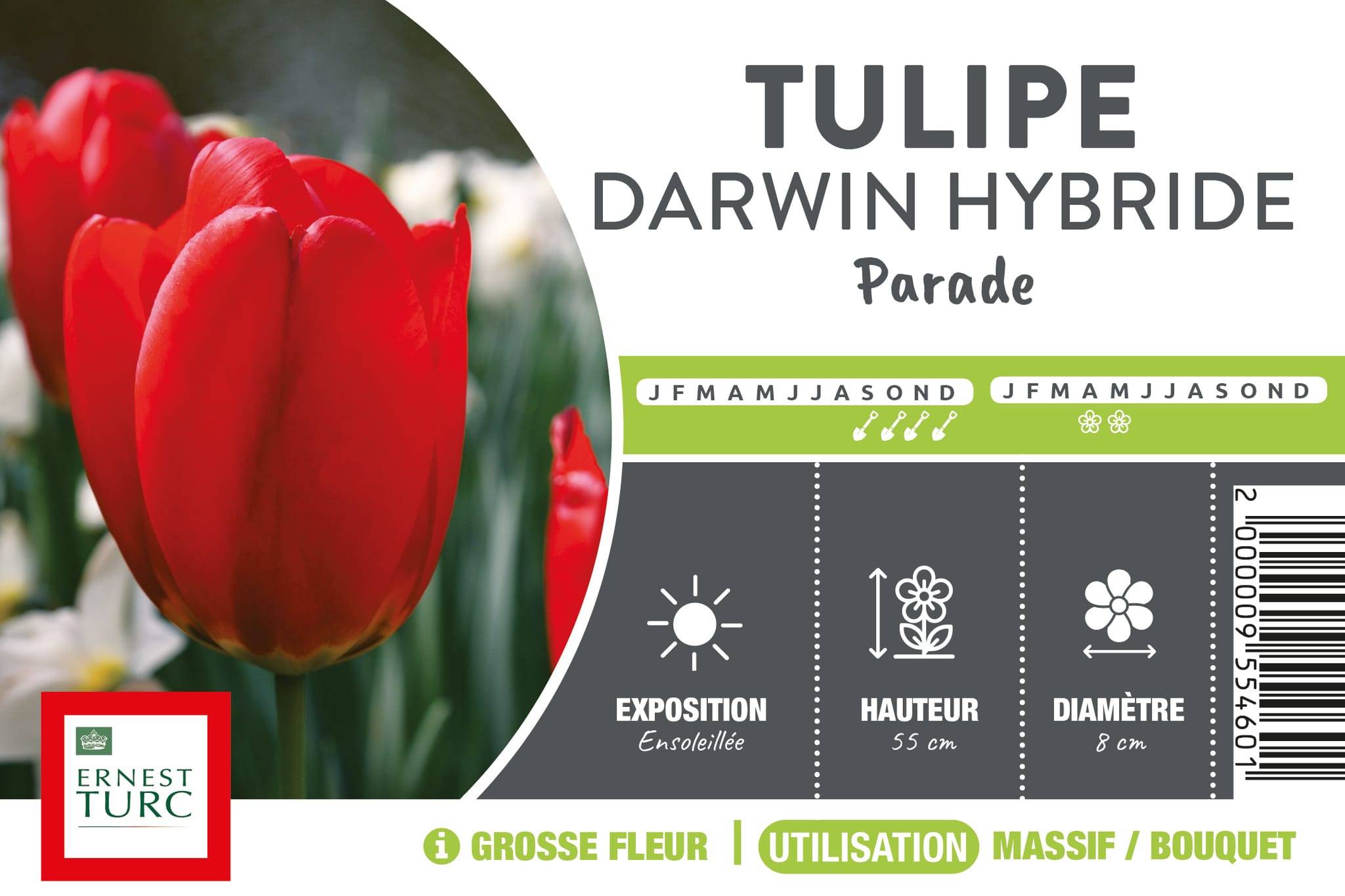 Ernest Turc - Bulbe de Tulipe Darwin Hybride Parade vrac calibre 14+