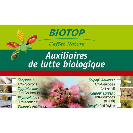 Greenapy - Coccinelles Anti-Cochenilles Cryptolaemus montrouzieri boîte de 25 adultes - Greenapy - Image 10