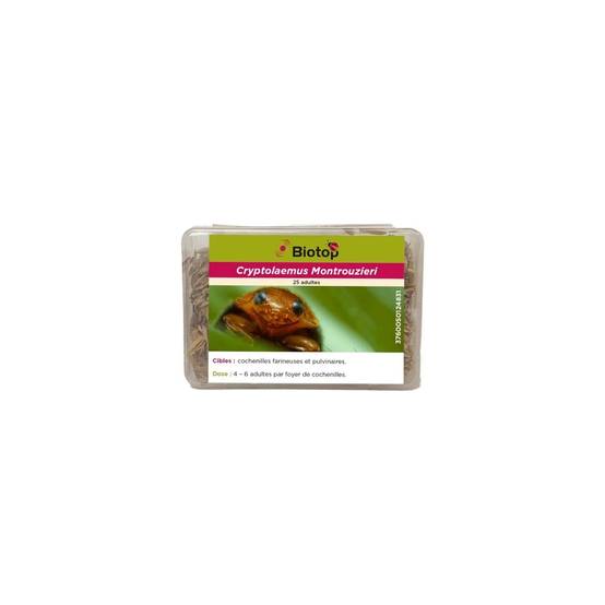 Greenapy - Coccinelles Anti-Cochenilles Cryptolaemus montrouzieri boîte de 25 adultes - Greenapy - Image 2