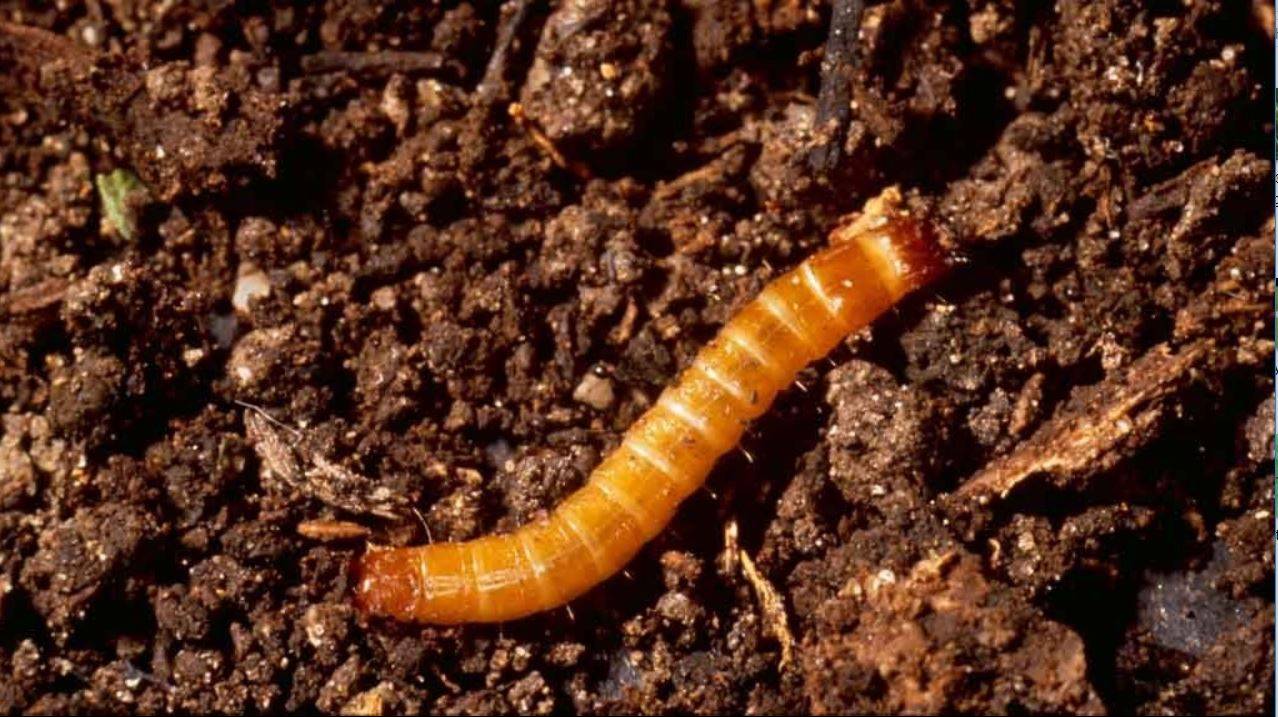 Greenapy - Nématodes Steinernema feltiae anti mouche terreaux taupins chenilles boîte de 5 millions - Greenapy - Image 3