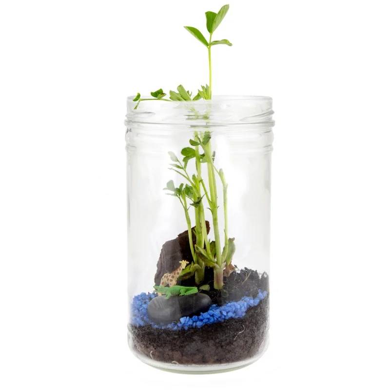 Terrarium Savane – TERRARIUM DE LA SAVANE - Image 3