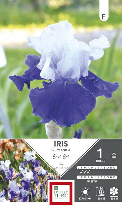 Ernest Turc - Iris germanica Best Bet - ERNEST TURC - Image 1