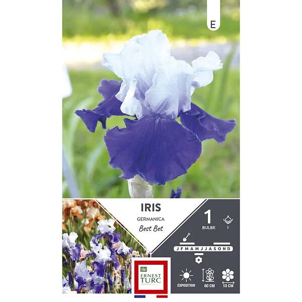 Ernest Turc - Iris germanica Best Bet - ERNEST TURC - Image 2