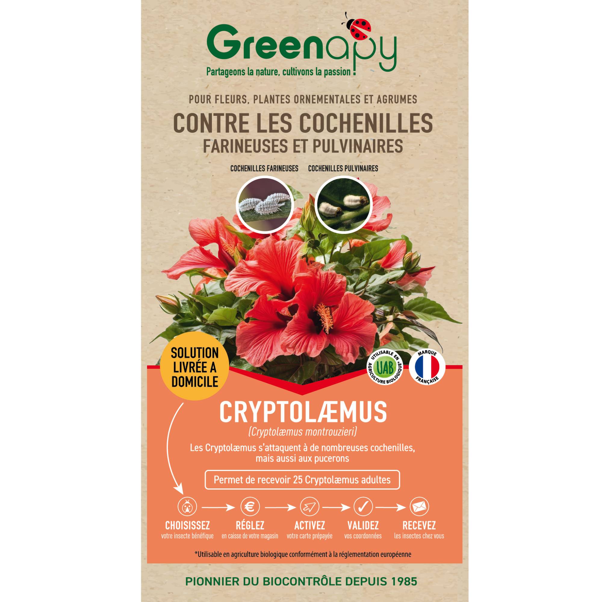 Prépayé coccinelles Cryptolaemus anti cochenilles x25 - Biotop - Image 1