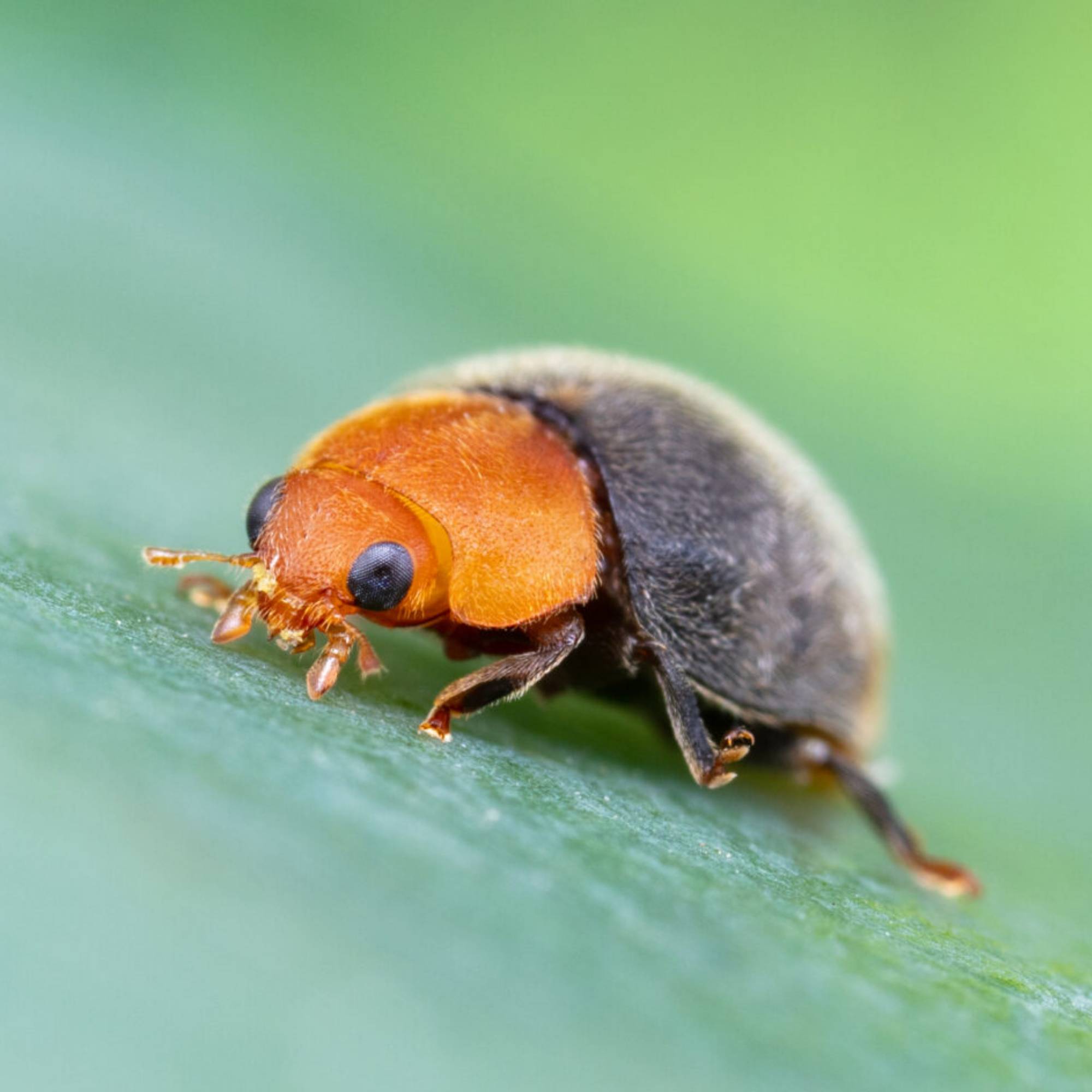 Prépayé coccinelles Cryptolaemus anti cochenilles x25 - Biotop - Image 3