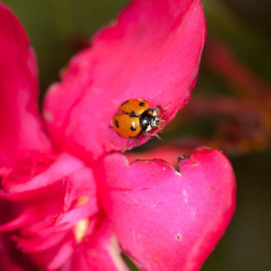 Biotop - Coccinelles adultes Coccifly anti pucerons x20 - Image 2