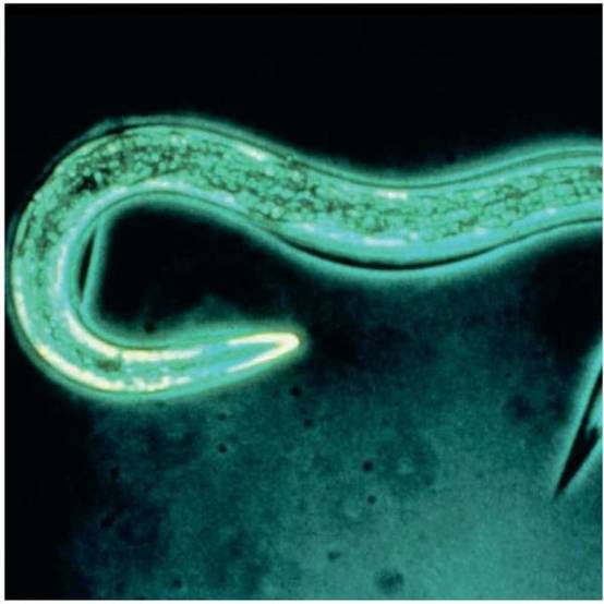 Greenapy - Nématodes SC anti vers gris et doryphores Steinernema carpocapsae boîte de 50 millions - Greenapy - Image 8