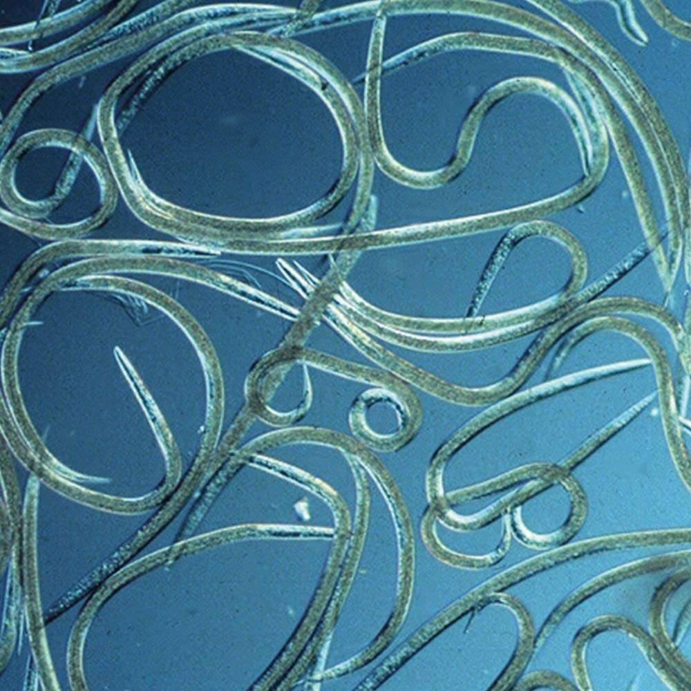 Greenapy - Nématodes utiles spécial ravageurs du palmier Steinernema carpocapsae boîte de 50 millions- Greenapy - Image 7