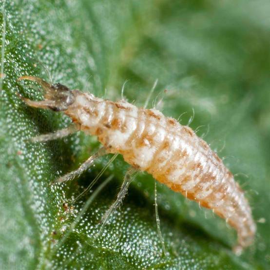 Greenapy - Carnet Prépayé Protection Insectes - BIOTOP - Image 12