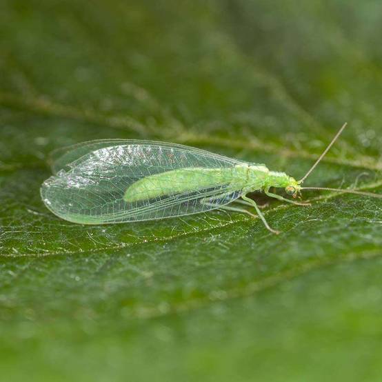Greenapy - Carnet Prépayé Protection Insectes - BIOTOP - Image 15