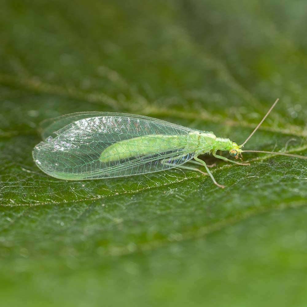 Greenapy - Carnet Prépayé Protection Insectes - BIOTOP - Image 15