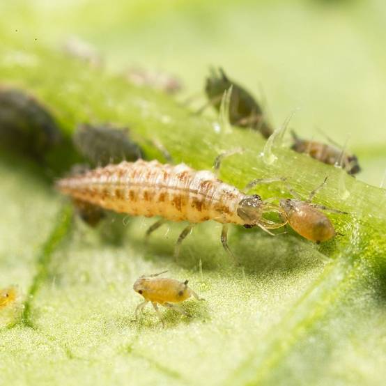 Greenapy - Carnet Prépayé Protection Insectes - BIOTOP - Image 4