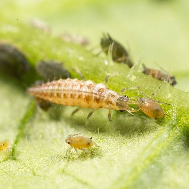 Greenapy - Carnet Prépayé Protection Insectes - BIOTOP - Image 4