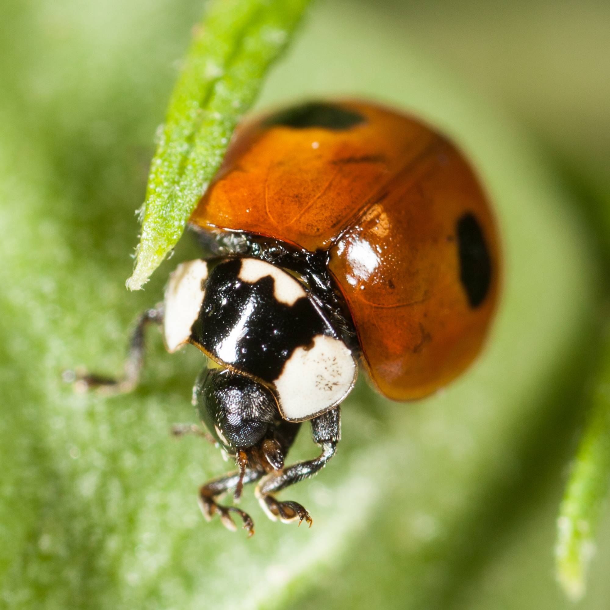 Prépayé coccinelles adultes Coccifly anti pucerons x20 - Biotop - Image 4