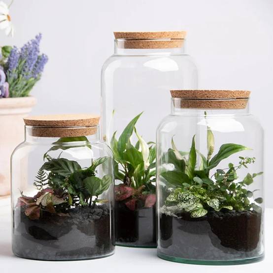 Bouteille terrarium - 5 l - Image 1