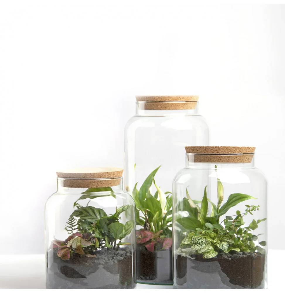 Bouteille terrarium - 5 l - Image 3