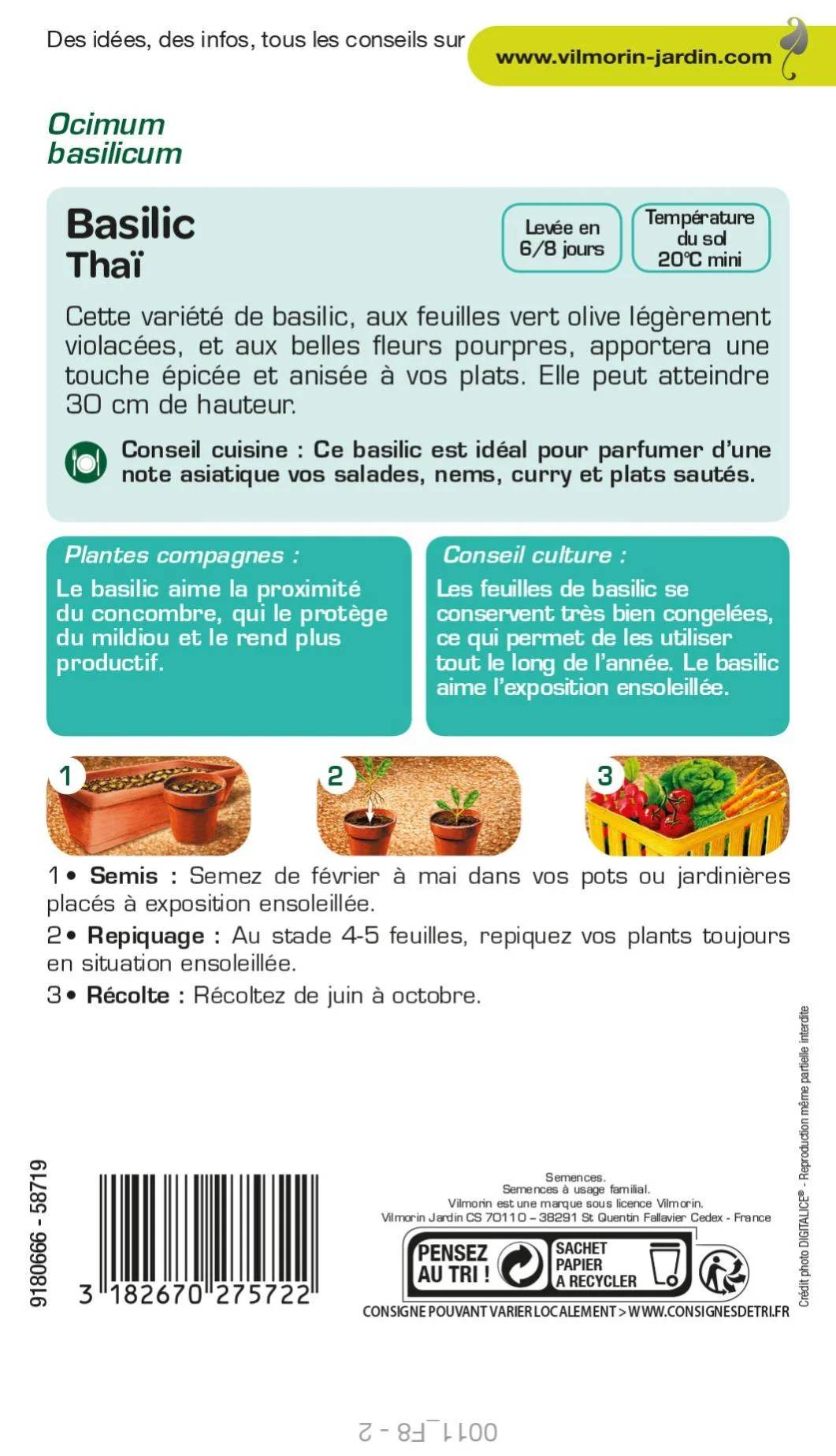 Vilmorin - Basilic thaï série 2 sachet graines 1 g - Vilmorin - Image 4