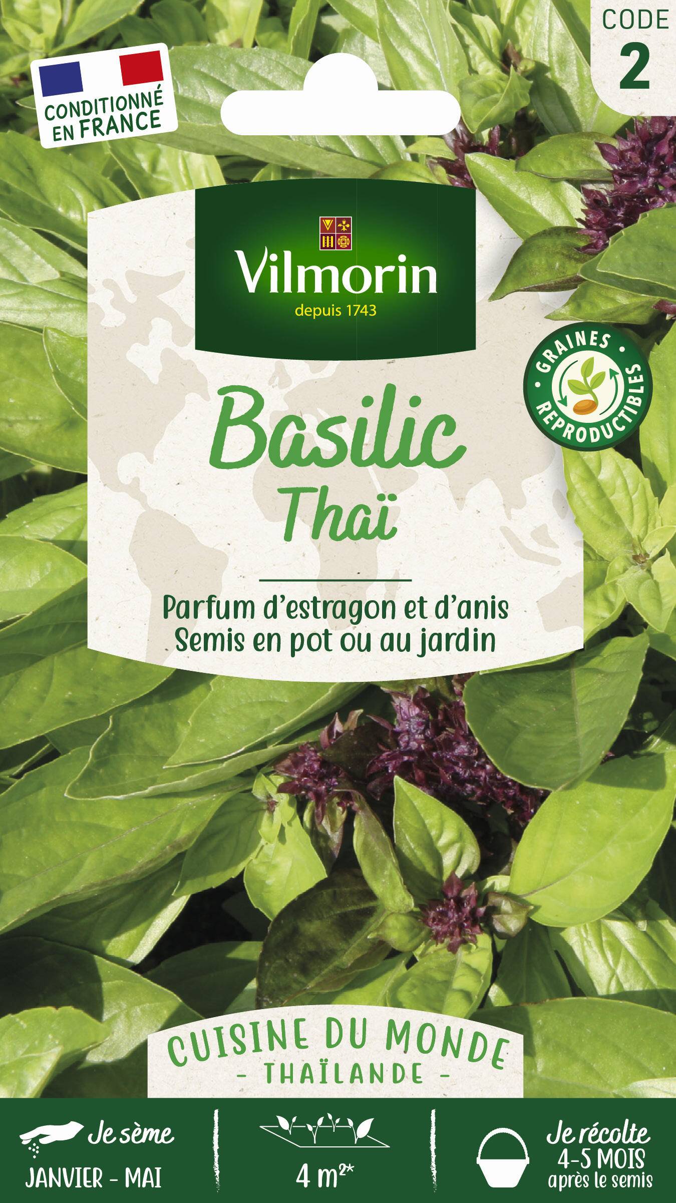 Vilmorin - Basilic thaï série 2 sachet graines 1 g - Vilmorin - Image 3