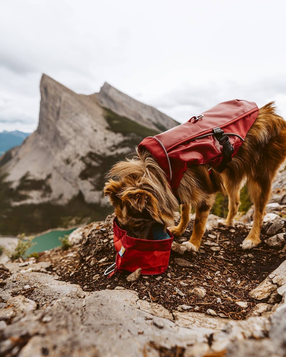 Abreuvoir De Voyage – ZIPPY - Image 3