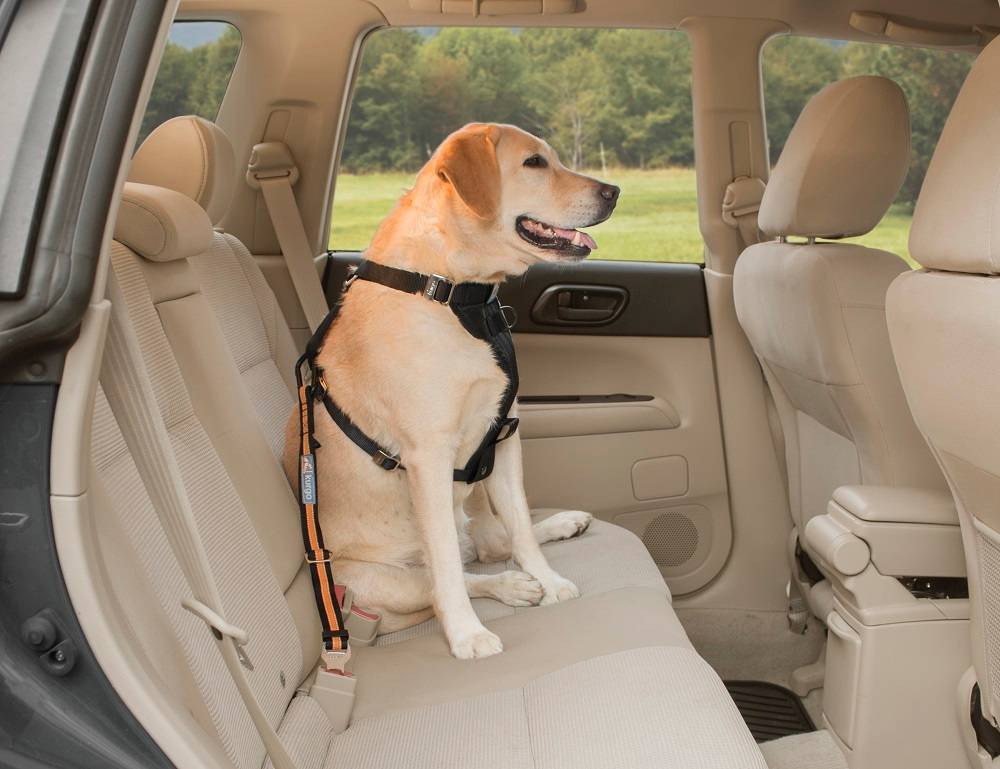 Attache securite "direct seatbelt" bleu - Image 3